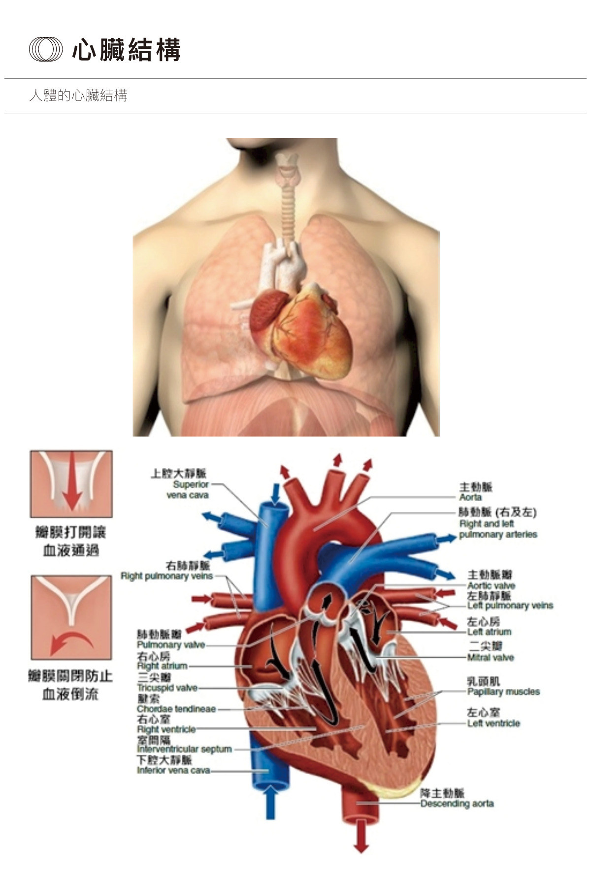 心臟構造圖解，興儒教材節錄